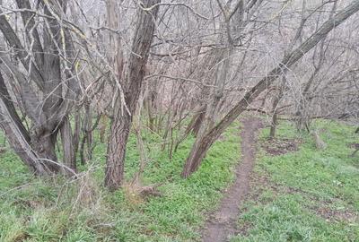 Teren de 2160 mp, în Vârlezi - 2