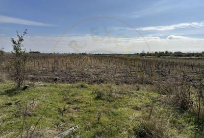 Teren 5216 mp la 2 pasi de autostrada A1 - com. Ratesti Teren 5216 mp la 2 pasi de autostrada A1 - com. Ratesti - 5