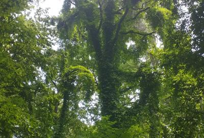 Vand apt 2 camere Snagov - 7