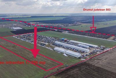 Teren intravilan Belciugatele*300 m de DJ503*Linie de tensiune medie* - 2