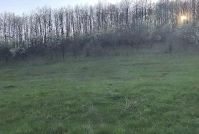 Teren de 4309 mp, în Căinelu de Jos - 2