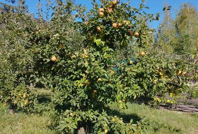 Teren de 1705 mp, în Central - 4