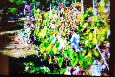 Teren de 2500 mp, în Prilog - 1