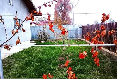Casă cu 2 camere cu Teren 1290 Mp în Mitocu Dragomirnei - 8