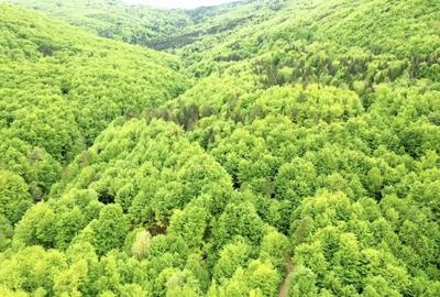 Teren de 20000 mp, în Central