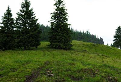 Teren de 169479 mp, în Fundu Moldovei - 5