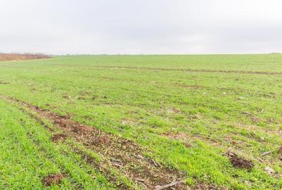 CERNICA - POSTA - TEREN INTRAVILAN CONSTRUCTII 15000 MP! - 14