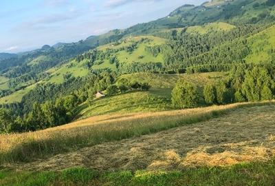 Teren Pestera Brasov 5000m - 6