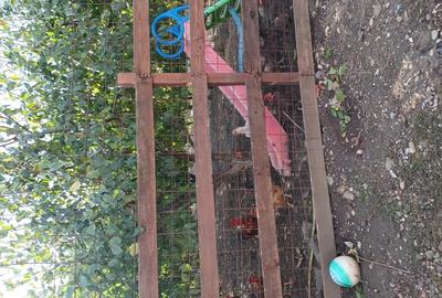 Vand casa Draganesti Jud Gala?i , 160m, teren 1750m cu livada de pruni ?i alte specii . - 10