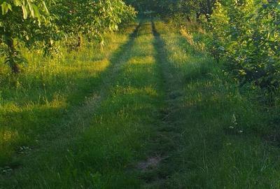 Vand casa cu teren intravilan 7347 mp in com. Stolnicieni Prajescu-Iasi Vand casa cu teren intravilan 7347 mp in com. Stolnicieni Prajescu-Iasi - 4