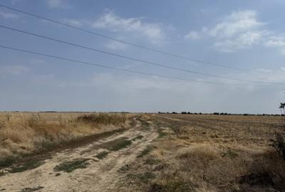Mihailesti - Giurgiu Teren intravilan - 40.600 mp, deschidere 55 ml - 8