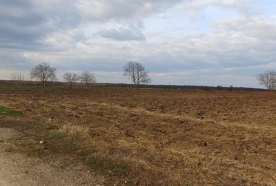 Teren agricol intravilan de 5093 mp, în Moara Vlăsiei - 2