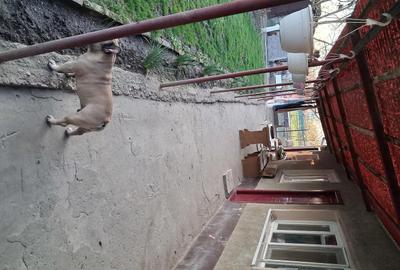 Casă cu Teren 2500 Mp în Otelec - 11