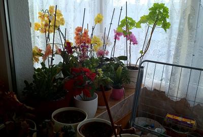 Apartament cu 2 camere decomandat în Prundu - 8