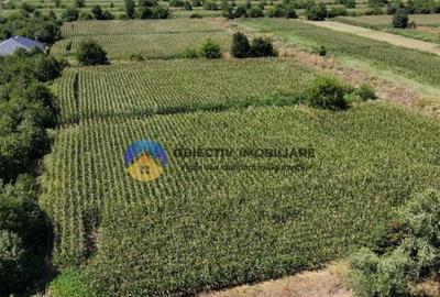 Teren intravilan 3866 mp Dumbrava Rosie - 4