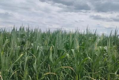 Teren de 3500 mp, în Rădăuți