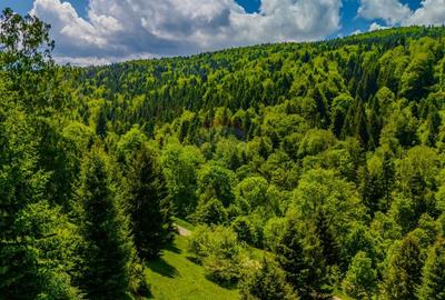 Teren extravilan de 14400 mp, în Cheile Râșnoavei - 11