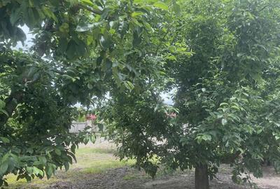 Spațiu comercial, în Gemenea-Brătulești - 3