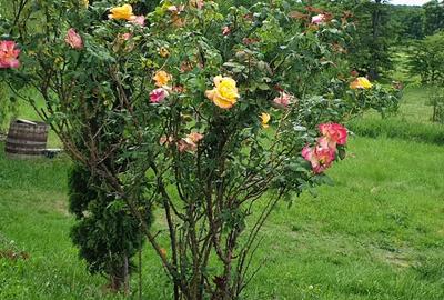 Casa cu teren 5000 m2 domeniu ranch - 5