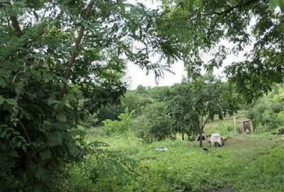 Casa si teren Costinesti, Botosani, ID: R2728052 - 9