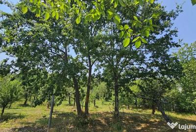 Teren de 572 mp, în Băicoi - 14