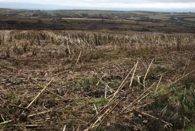 Teren intravilan, 5000mp, Siret - 1