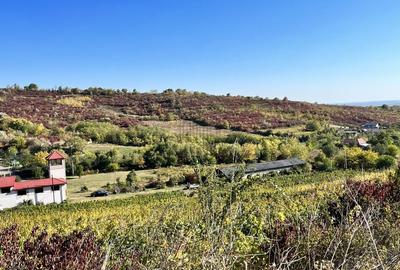 14Ha podgorie, livada pomi fructiferi, si conac 3000mp - 5