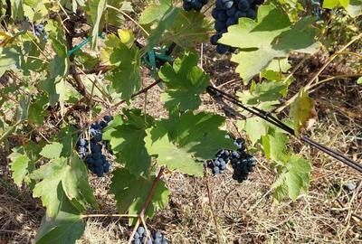 Teren de 8759 mp, în Tâmboești - 3