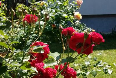 Apartament cu 2 camere decomandat în Snagov - 5