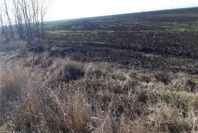 Teren de 5000 mp, în Cotorca - 10