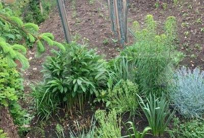 Casă cu 3 camere cu Teren 252 Mp în Turda - 2