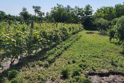 Casă cu 3 camere în Reviga - 2