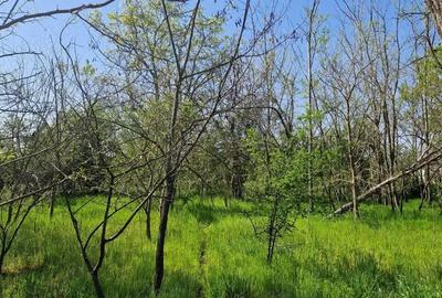 Casă cu 5 camere cu Teren 3937 Mp în Ianca - 11