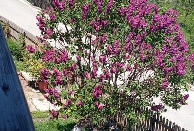 Casă cu 5 camere în Vistieru - 2