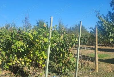 Casă cu Teren 7281 Mp în Cornățelu - 5