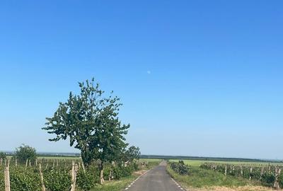 Teren de 30000 mp, în Dumbrăveni - 3