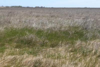 Teren de 10000 mp, în Vadu - 2