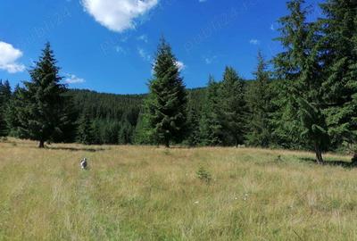 Proprietate de vanzare 92.554.mp ( 9.25 ha) in Bucovina zona Breaza - 7
