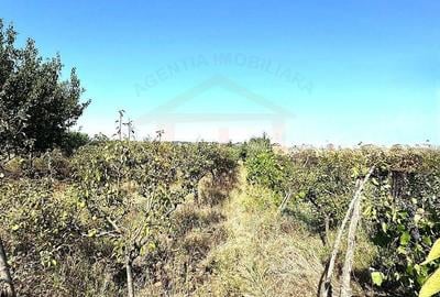 Casă cu 2 camere cu Teren 2000 Mp în Central - 4