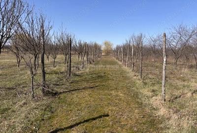 Spațiu comercial, în Păușa - 12