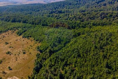 Teren de 6000 mp, în Crizbav - 6