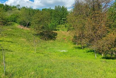 Casă individuală cu 4 camere cu Teren 11000 Mp în Dumbrăvița de Codru - 8