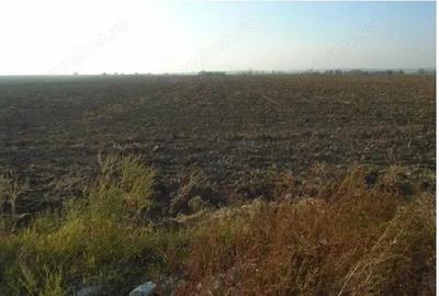 Teren de 15000 mp, în Bucovăț - 6