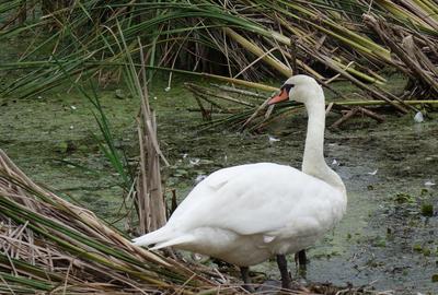 Teren de 735 mp, în Periș - 20