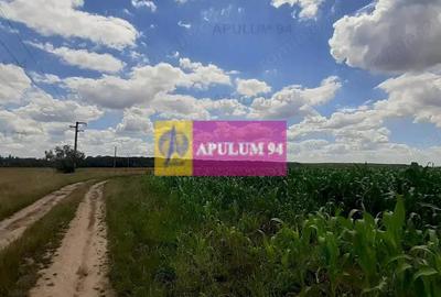 Teren de 715 mp, în Snagov - 2