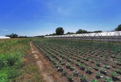Casă cu 5 camere cu Teren 4365 Mp în Vidra - 10