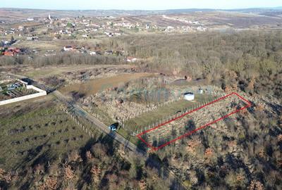 Teren Construcții intravilan de 2555 mp, în Paleu - 2