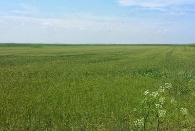 Teren de 12444 mp, în Hârșova - 1