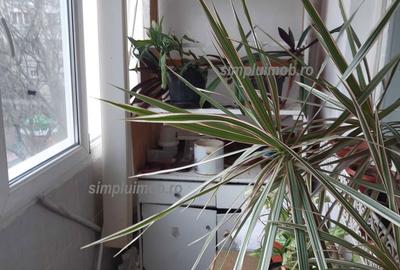 Apartament cu 3 camere decomandat, mobilat în Ozana - 5