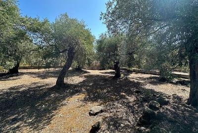 Teren intravilan pe insula Thassos, aproape de plaja salbatica - 11